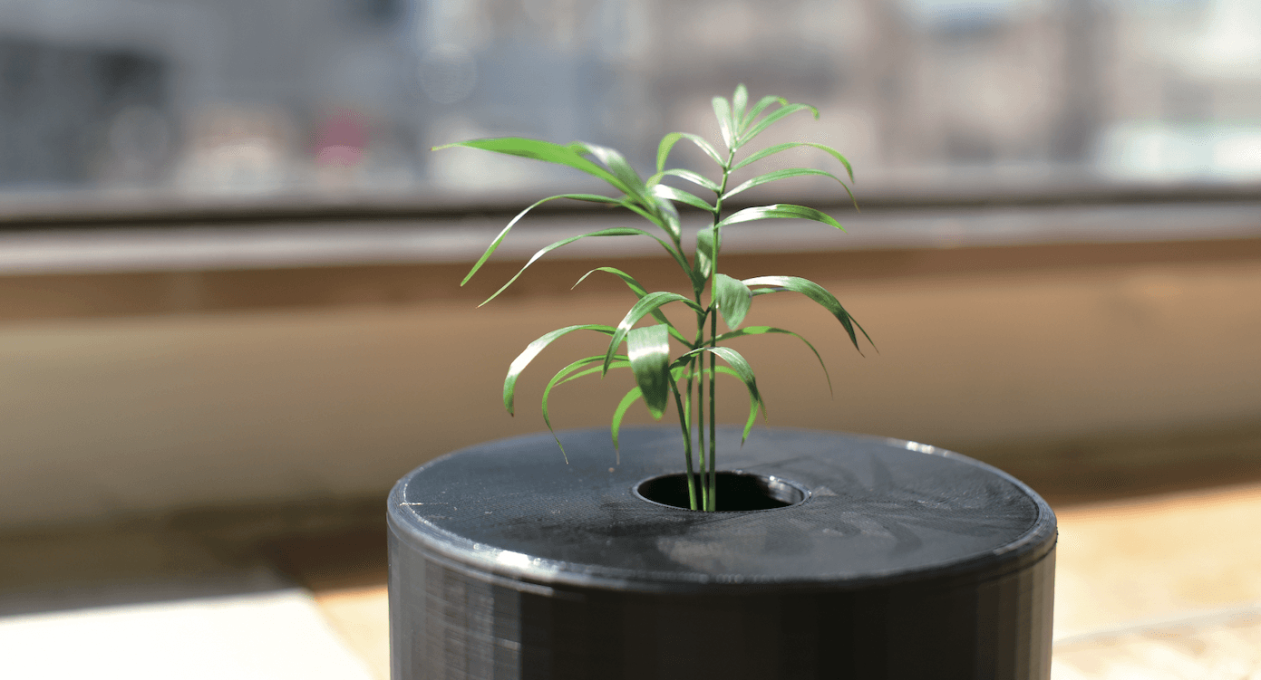 クウキヨミ草 - plant project