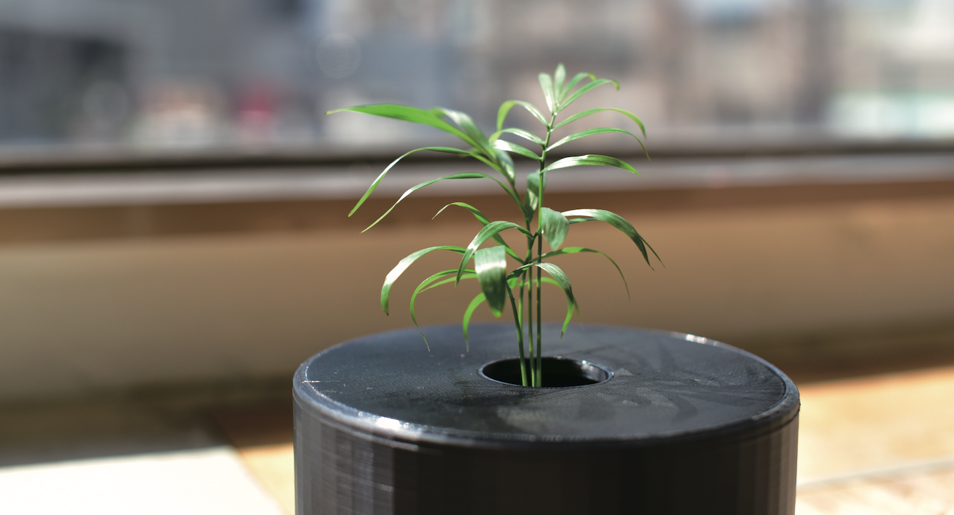 クウキヨミ草 - plant project